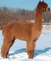 Huacaya Alpaca