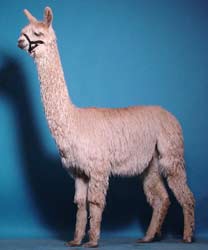 Suri Alpaca